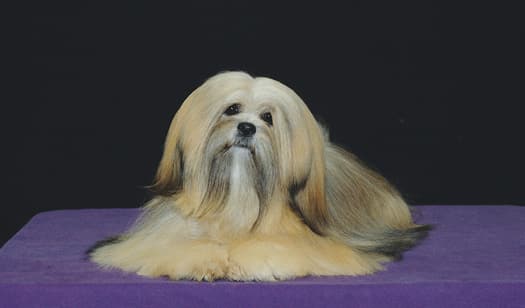 Understanding the Lhasa Apso Personality Understanding the Lhasa Apso Personality