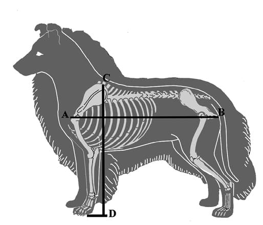 Figure 1. Shetland Sheepdog Figure 1. Shetland Sheepdog