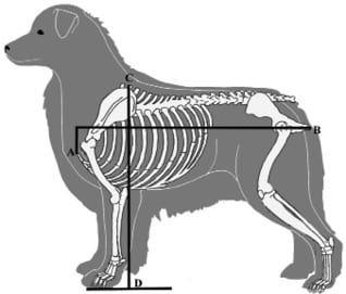 Figure 2. Australian Shepherd Proportion Measurements Figure 2. Australian Shepherd Proportion Measurements