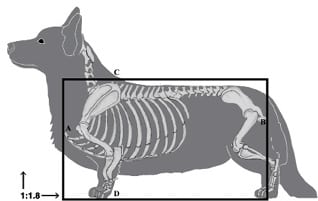 Figure 4. Cardigan Welsh Corgi Proportion Measurements