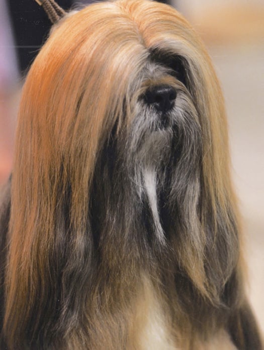 Understanding the Lhasa Apso Personality Understanding the Lhasa Apso Personality