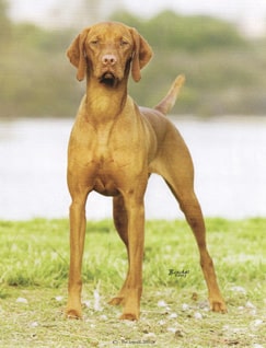Koppertone Vizslas | Mark & Bonnie Goodwein