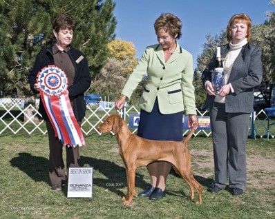Purebred Vizsla Breeders Mark & Bonnie Goodwein Koppertone Vizslas Purebred Vizsla Breeders Mark & Bonnie Goodwein Koppertone Vizslas