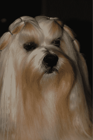 Understanding the Lhasa Apso Personality Understanding the Lhasa Apso Personality