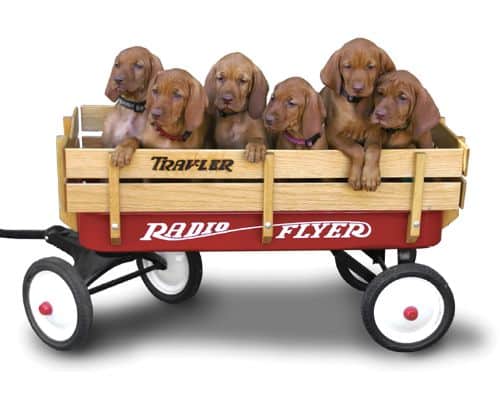 Purebred Vizsla Breeders | Mark & Bonnie Goodwein Purebred Vizsla Breeders | Mark & Bonnie Goodwein