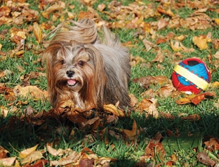 Understanding the Lhasa Apso Personality Understanding the Lhasa Apso Personality