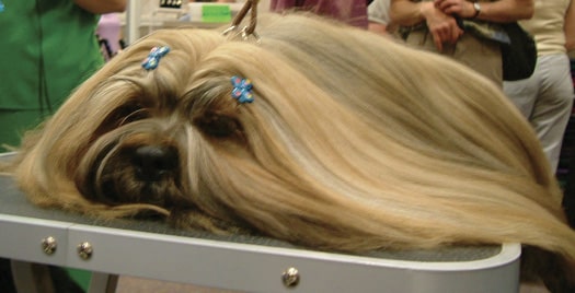 Understanding the Lhasa Apso Personality Understanding the Lhasa Apso Personality