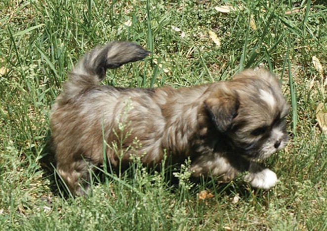 Understanding the Lhasa Apso Personality Understanding the Lhasa Apso Personality