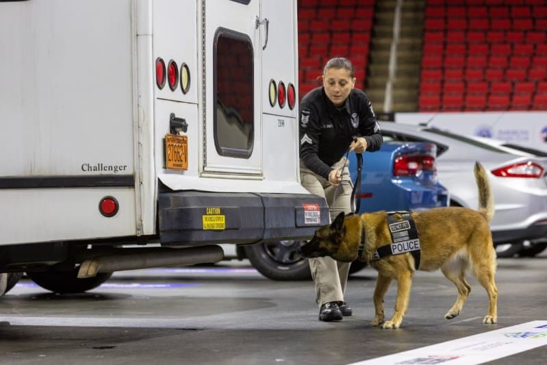 Canine Athletes Set To Take Over Espn On Super Bowl Sunday