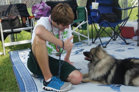Purebred Keeshond Purebred Keeshond