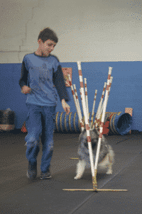 Purebred Keeshond Versatility