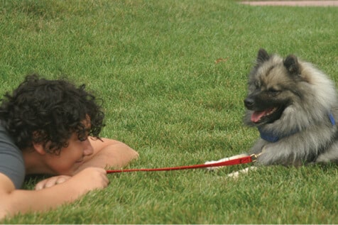 Purebred Keeshond Purebred Keeshond