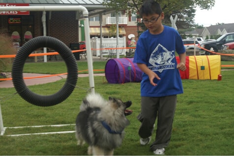 Purebred Keeshond Purebred Keeshond