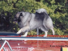 Purebred Keeshond Purebred Keeshond