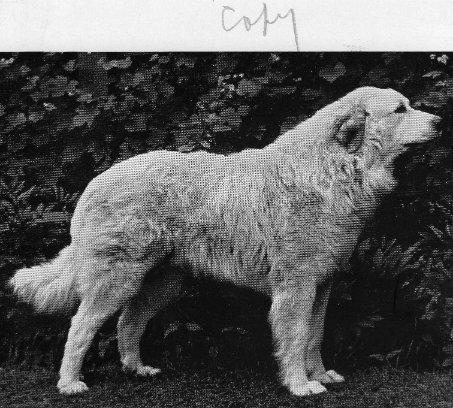 Historical Preservation of The Great Pyrenees Historical Preservation of The Great Pyrenees