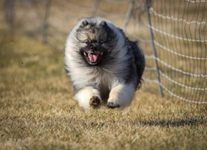 Purebred Keeshond Purebred Keeshond