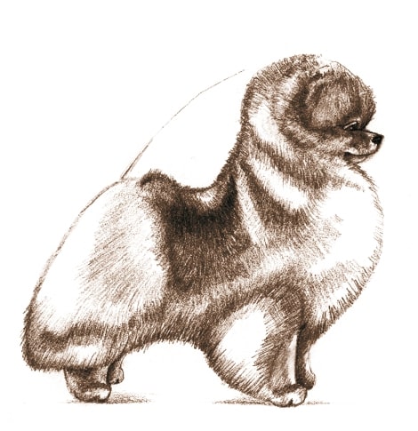 Pomeranian