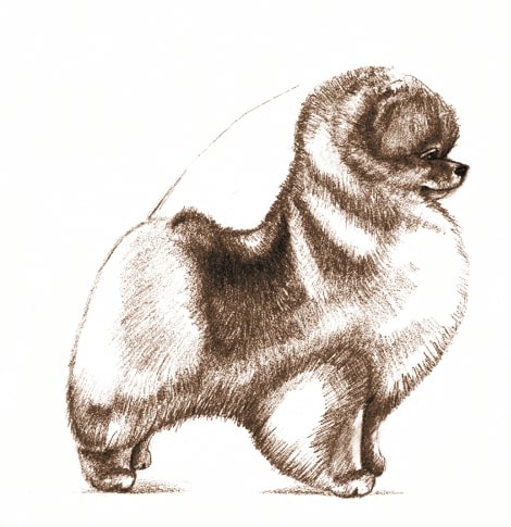 Pomeranian