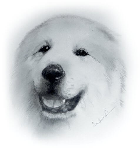 Great Pyrenees Head Original Graphite on Bristol Board by Carrie Stuart Parks
