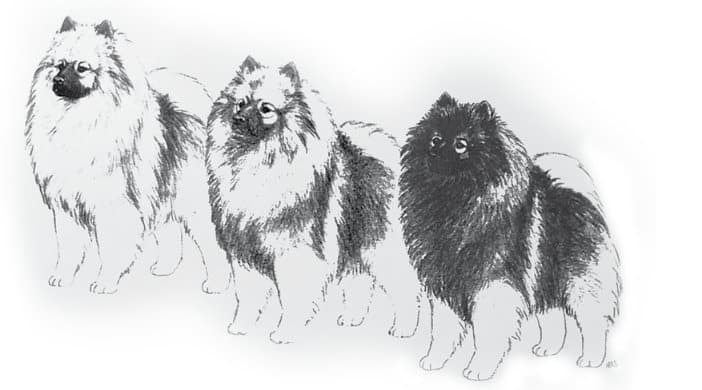 Keeshond's Correct Structure Keeshond's Correct Structure