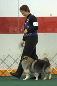 Purebred Keeshond Versatility