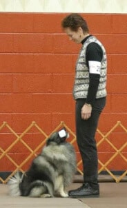 Purebred Keeshond Versatility