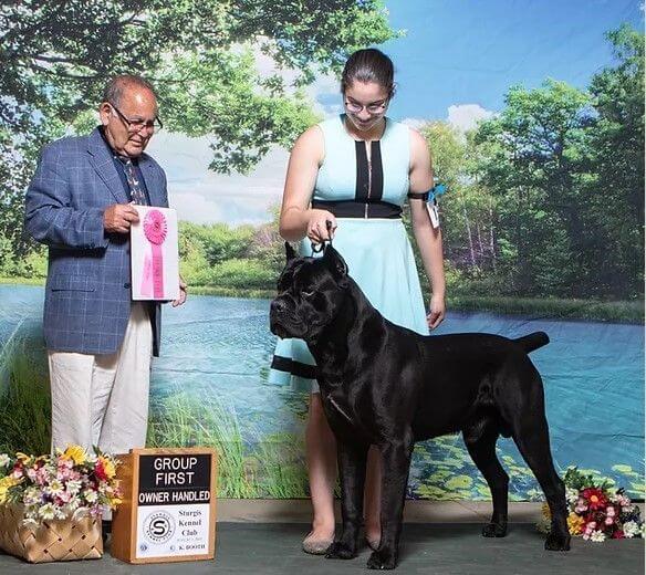 Cane Corso Black Pearl Cane Corso "Royal"
