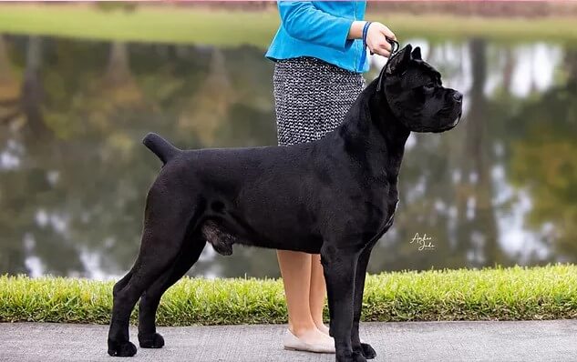 Cane Corso Black Pearl Cane Corso