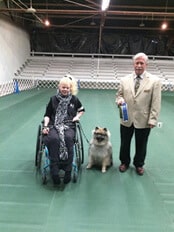 Purebred Keeshond Versatility