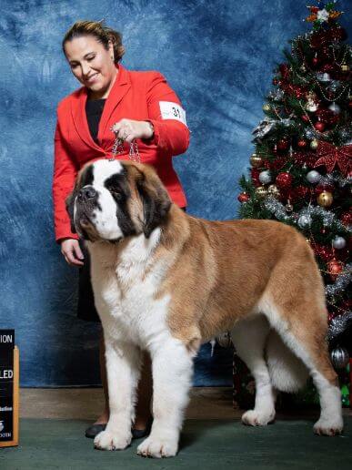 BrandauRidge Saint Bernards | Stacy Pagel & Pam Brandau BrandauRidge Saint Bernards | Stacy Pagel & Pam Brandau