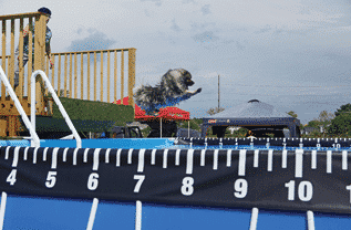 Purebred Keeshond Purebred Keeshond