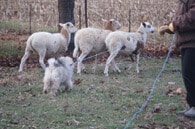 Purebred Keeshond Versatility
