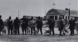 History of Standard Schnauzers in America