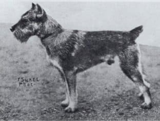 Ch. Sgr. Rigo v Schnauzerlust Ch. Sgr. Rigo v Schnauzerlust