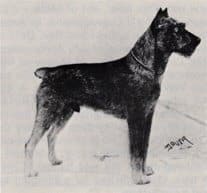 Ch. Sgr. Mampe v Hohenstein Ch. Sgr. Mampe v Hohenstein
