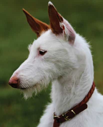 Wire-Haired Ibizan Hound Wire-Haired Ibizan Hound