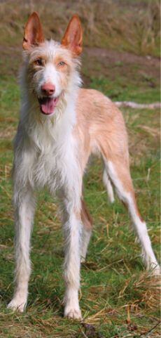 Wire-Haired Ibizan Hound Wire-Haired Ibizan Hound