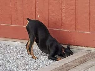 German Pinscher – A “Vivacious” Character