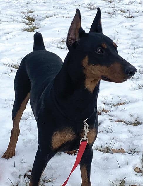 German Pinscher | Cropping and Docking