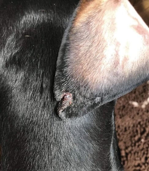 Pinnal vasculitis (ear tip necrosis) Pinnal vasculitis (ear tip necrosis)