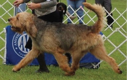 Picking an Otterhound Puppy