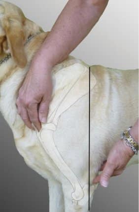 Figure 13. Point of Shoulder to Elbow—Length of the Upper Arm. Figure 13. Point of Shoulder to Elbow—Length of the Upper Arm.