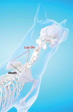 Figure 14. Lay-On and Distance (Width) Between the Upper Edge of Shoulder Blades.