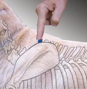 Figure 3A. 1st Thoracic Vertebra Measuring Proportions and Finding Landmarks: Part 2