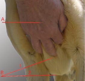 Figure 5. Prosternum and Sternum