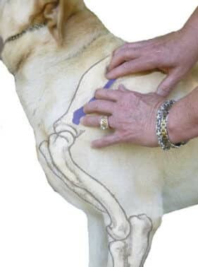 Figure 9. Placement of hands to palpate spine of the scapula.