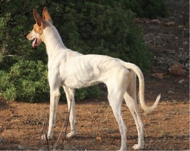 Purebred Ibizan Hound Purebred Ibizan Hound