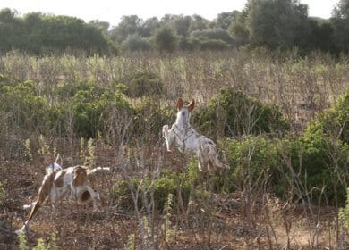 Purebred Ibizan Hound | Leaps of Knowledge