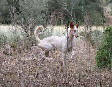 Purebred Ibizan Hound Purebred Ibizan Hound