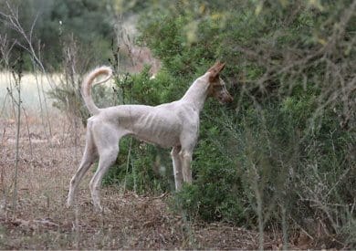 Purebred Ibizan Hound | Leaps of Knowledge